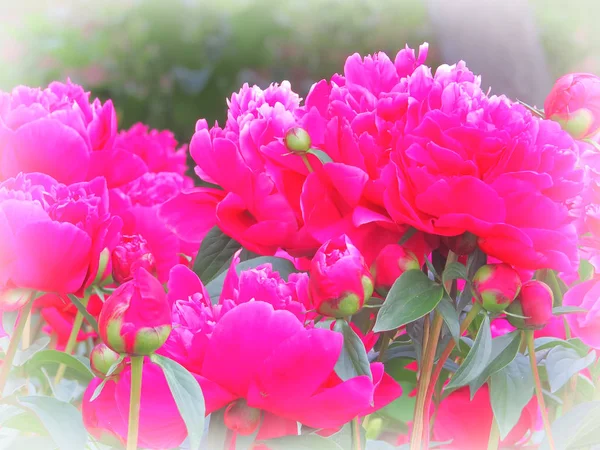 Pivoine luxueuse aux fleurs spectaculaires de fuchsia et rouge au feuillage luxuriant . — Photo