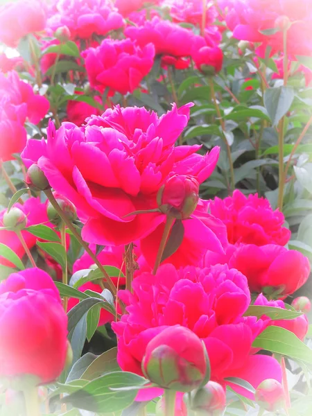 Luksusowa piwonia ze spektakularnymi kwiatami fuksji i czerwieni z bujną folią. — Zdjęcie stockowe