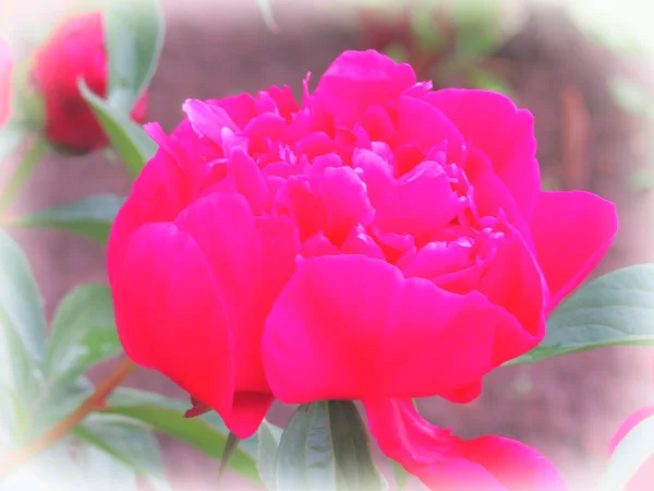 Luksusowa piwonia ze spektakularnymi kwiatami fuksji i czerwieni z bujną folią. — Zdjęcie stockowe