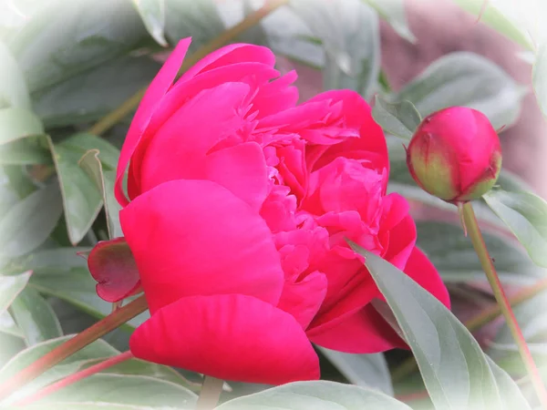 Pivoine luxueuse aux fleurs spectaculaires de fuchsia et rouge au feuillage luxuriant . — Photo