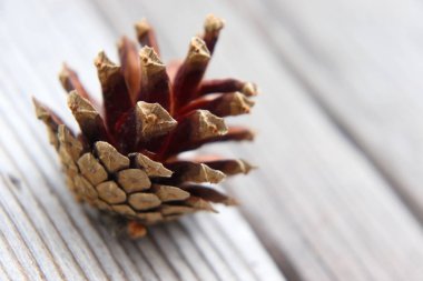 Geçen yılki çam koni, lezzetli çam tohumları ile ağaçkakan kış yemekten sonra kaldı.