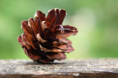 Geçen yılki çam koni, lezzetli çam tohumları ile ağaçkakan kış yemekten sonra kaldı.