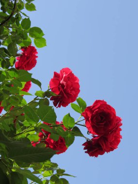 Parlak kırmızı güller mavi gökyüzüne karşı yeşil yapraklar içinde gömülüdür.