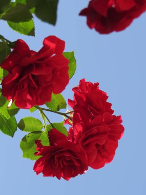 Parlak kırmızı güller mavi gökyüzüne karşı yeşil yapraklar içinde gömülüdür.
