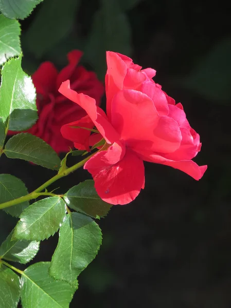 Bright red roses are buried in green foliage against a blue sky. — Stock Photo, Image