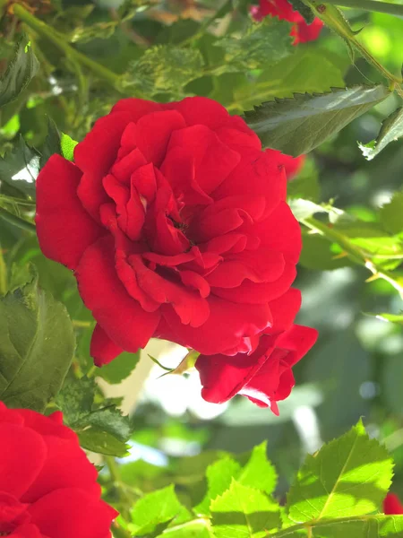 Bright red roses are buried in green foliage against a blue sky. — Stock Photo, Image