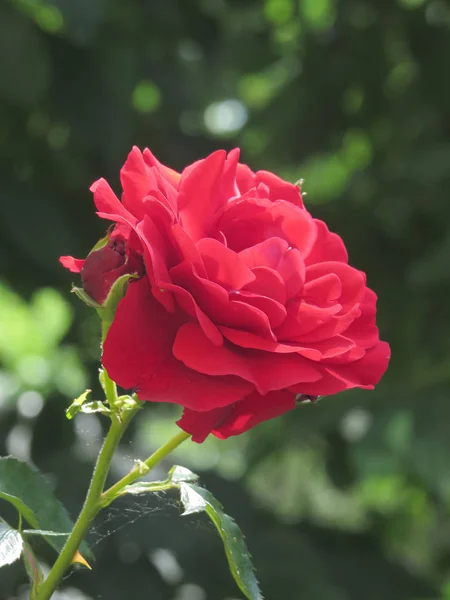 Rosas vermelhas brilhantes são enterradas em folhagem verde contra um céu azul . — Fotografia de Stock