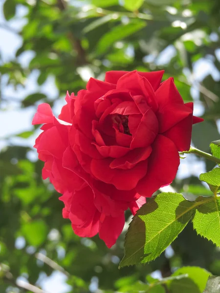 Parlak kırmızı güller mavi gökyüzüne karşı yeşil yapraklar içinde gömülüdür.