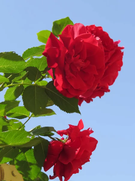 Ярко-красные розы похоронены в зеленой листве на фоне голубого неба . — стоковое фото