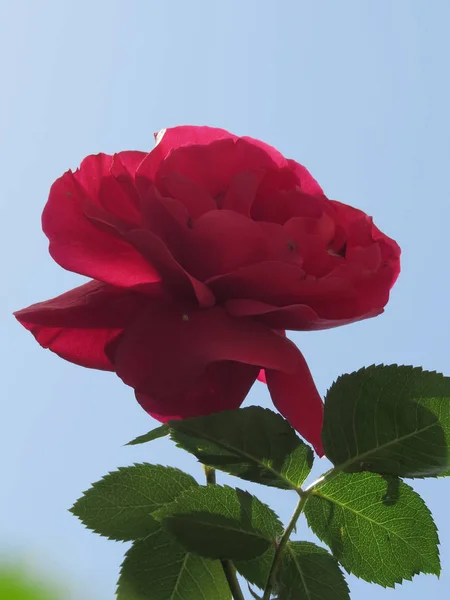 Bright red roses are buried in green foliage against a blue sky. — Stock Photo, Image