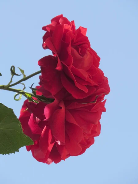 Bright red roses are buried in green foliage against a blue sky. — Stock Photo, Image