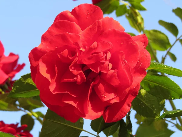 Mavi gökyüzüne karşı yeşil yapraklara batırılmış parlak kırmızı güller en güzel kokuyu yakar. — Stok fotoğraf