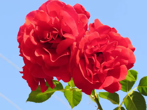 Bright red roses immersed in green foliage against a blue sky exude the finest fragrance. — Stock Photo, Image