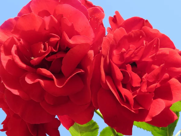 Rosas vermelhas brilhantes imersas em folhagem verde contra um céu azul exalam a melhor fragrância . — Fotografia de Stock