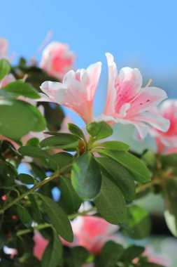 Enfes pembe ve beyaz açelya çiçekleri.