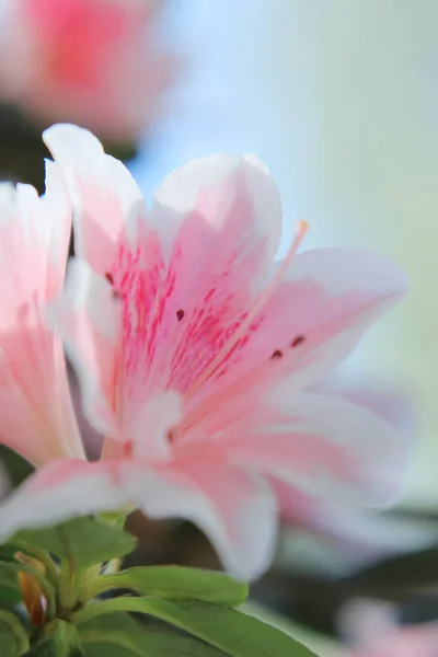 Delightful pink and white azalea flowers. — Stock Photo, Image