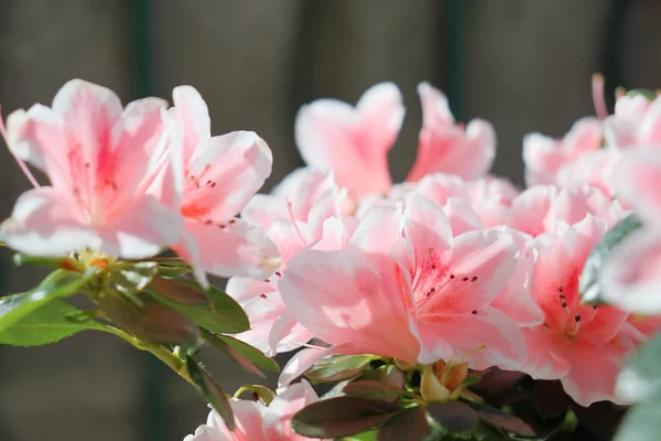 Delightful pink and white azalea flowers. — Stock Photo, Image