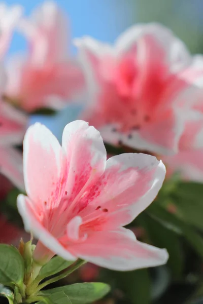 Délicieuses fleurs d'azalée roses et blanches . — Photo