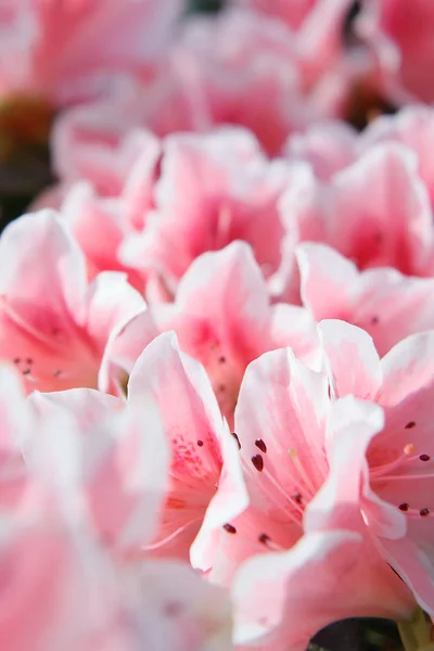 Délicieuses fleurs d'azalée roses et blanches . — Photo