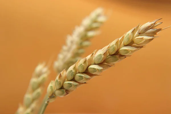 Ripening greenish-yellow ears of wheat.