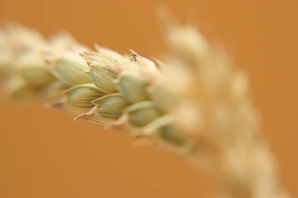 Ripening greenish-yellow ears of wheat. — Stock Photo, Image