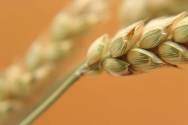 Mognad grönaktig-gula öron av vete. — Stockfoto