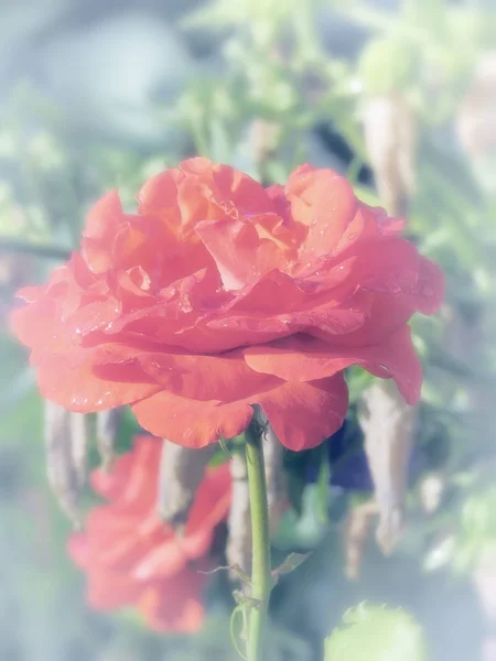 Κόκκινα τριαντάφυλλα σε παστέλ χρώματα. — Φωτογραφία Αρχείου
