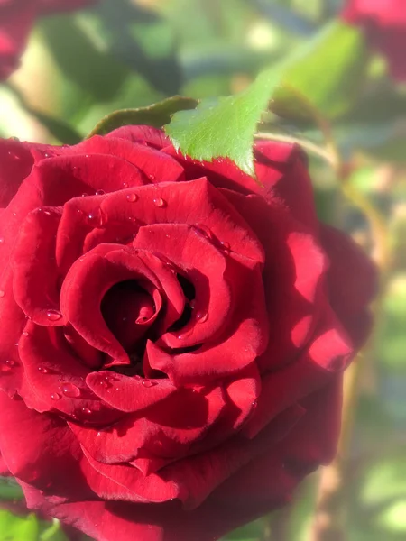 Красные розы в пастельных тонах . — стоковое фото