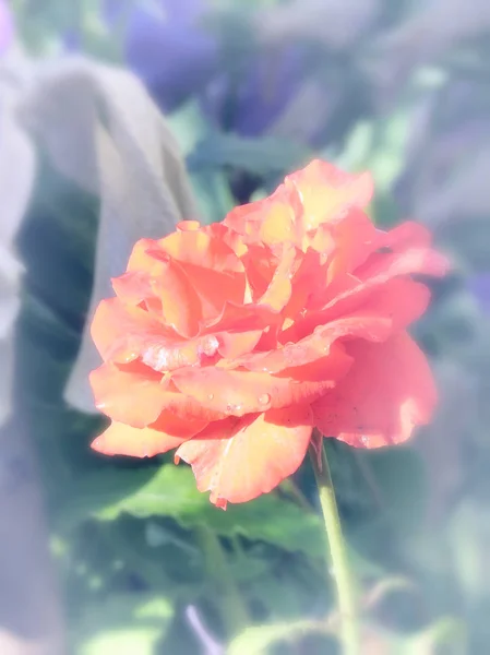 Czerwone róże w pastelowych kolorach. — Zdjęcie stockowe