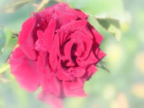 Красные розы в пастельных тонах . — стоковое фото