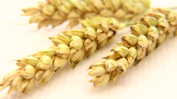 Золотые Колосья Пшеницы Вращающемся Столе Пшеница Источник Жизни Сырье Производства — стоковое видео