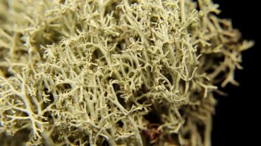Gri liken (Cladonia sylvatica) bir çam ormanı yakın çekim. Yavaş yavaş dönen liken demet.