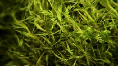 Çam ormanı yakın çekimyeşil yosun (Klimatsium treelike). Yavaş dönen yosun yumru.