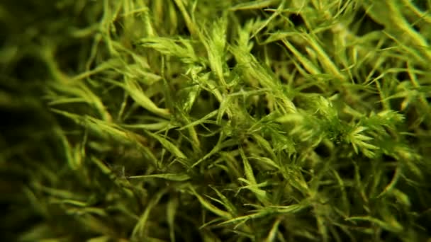 松林クローズアップから緑の苔 クリマツシウムのような ゆっくりと回転する苔のバンプ — ストック動画