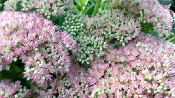 Hardworking Méhek Gyűjteni Édes Nektárt Fényűző Rózsaszín Hylotelephium Spectabile Virágzat — Stock videók