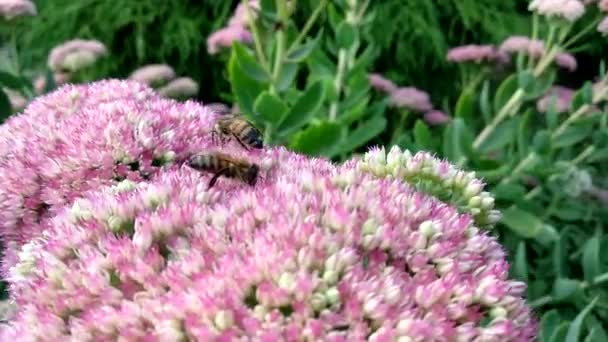Hardworking Méhek Gyűjteni Édes Nektárt Fényűző Rózsaszín Hylotelephium Spectabile Virágzat — Stock videók