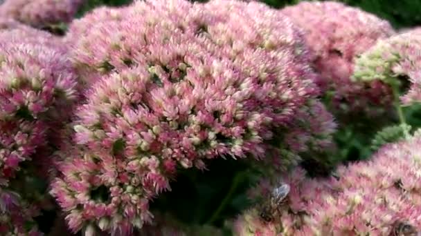 Abejas Trabajadoras Recogen Néctar Dulce Las Lujosas Inflorescencias Hylotelephium Spectabile — Vídeo de stock