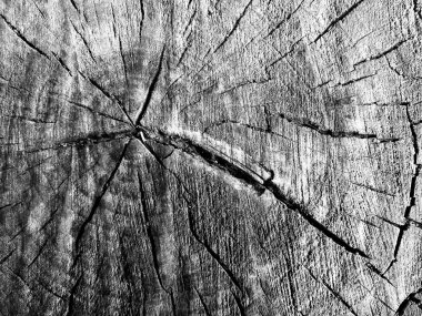 Bir ağacın enine testere kesiminin siyah ve beyaz görüntüsü