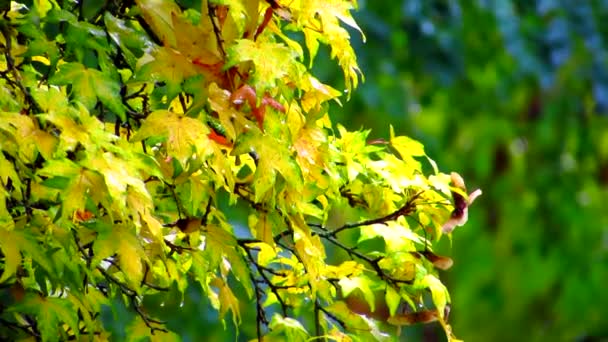 Rode Geel Groene Natte Esdoorn Bladeren Regen Kruipen Wind Herfst — Stockvideo