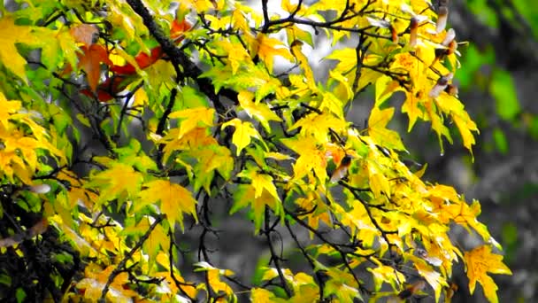 빨간색 노란색 바람에 크롤링 분위기 진홍빛과 금빛으로 뒤덮인 숲속의 무성한 — 비디오