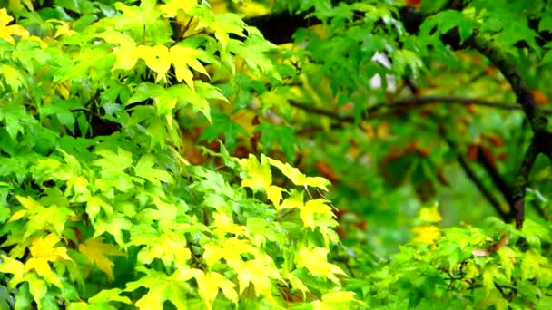 Red Yellow Green Wet Maple Leaves Rain Crawl Wind Autumn — Stock Video