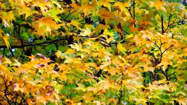 Les Feuilles Érable Mouillées Rouge Jaune Vert Sous Pluie Rampent — Video