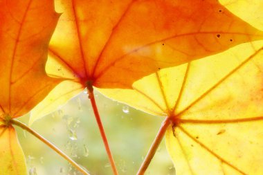 Sarı yaprak cama yapışmış..