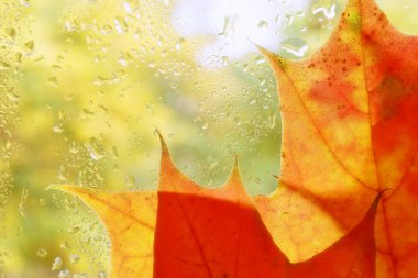 Sarı yaprak cama yapışmış..