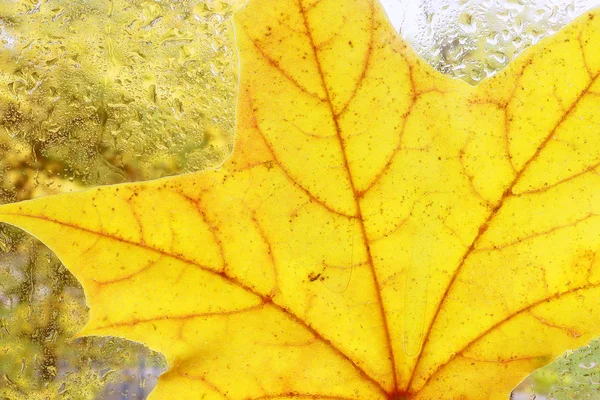 Feuille jaune collée au verre . — Photo