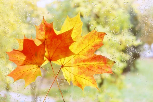 Yellow leaf adhered to the glass.