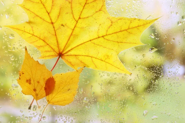Yellow leaf adhered to the glass.