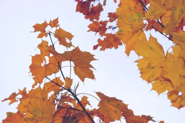 Leuchtende Herbstfarben in sanften Pastelltönen. — Stockfoto