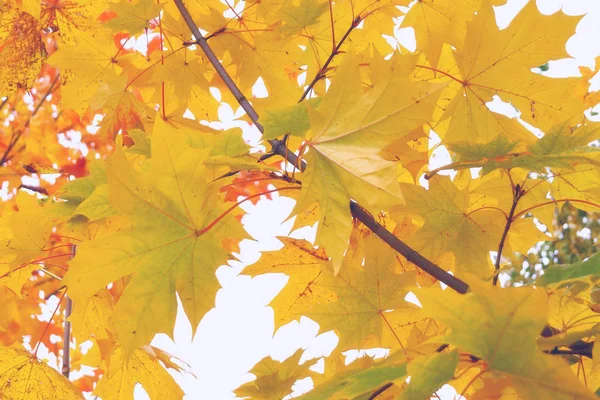 Яскраві кольори осені в м'яких пастельних тонах . — стокове фото