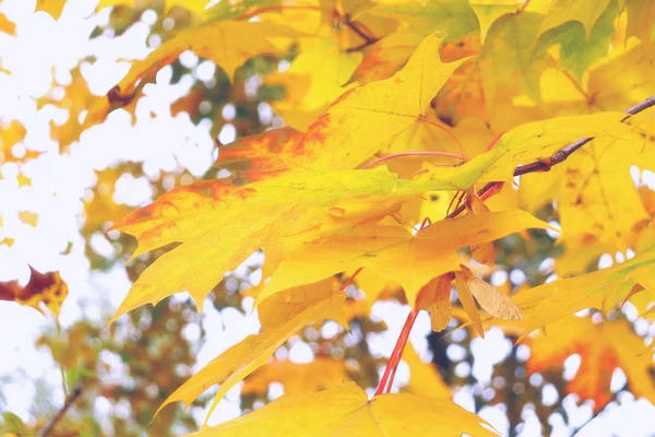 Яскраві кольори осені в м'яких пастельних тонах . — стокове фото